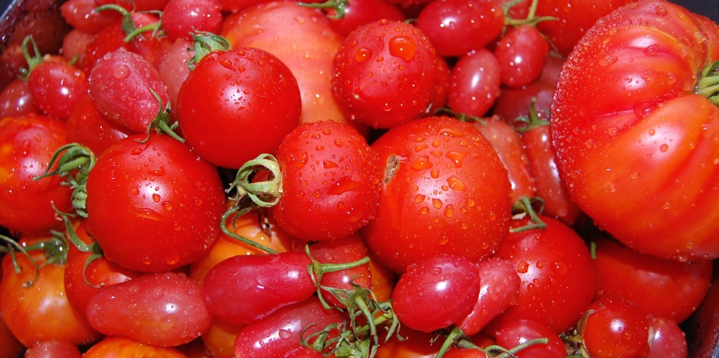 fresh tomatoes of different sizes