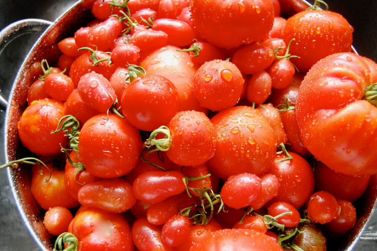 A variety of red tomatoes in a sieve.