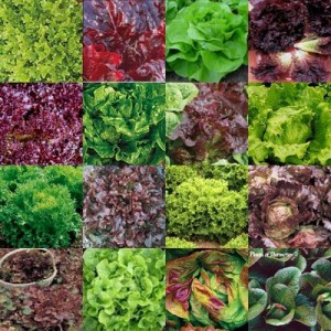 variety of lettuces