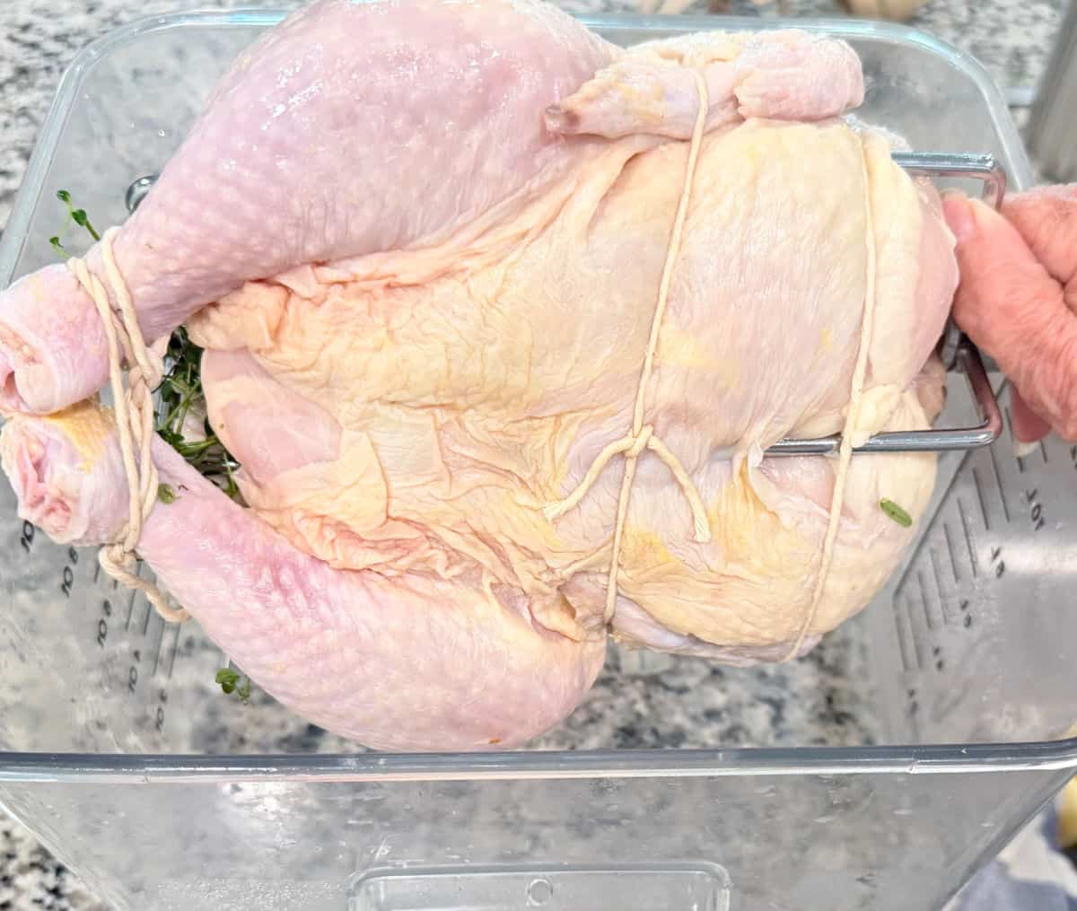 A chicken showing how to tie it for grilling on the rotisserie.