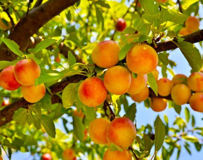 peaches on a tree